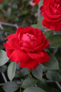 JESTER (floribunda)